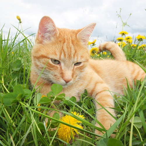 Do I need a Catio?
