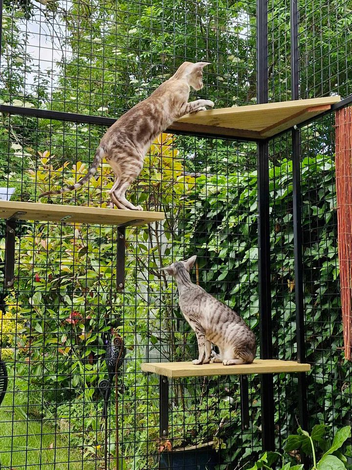 Steel Catio