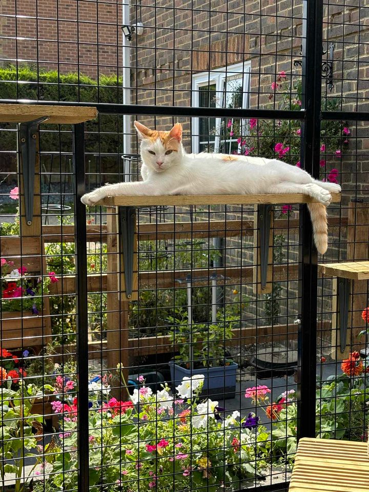 Steel Catio