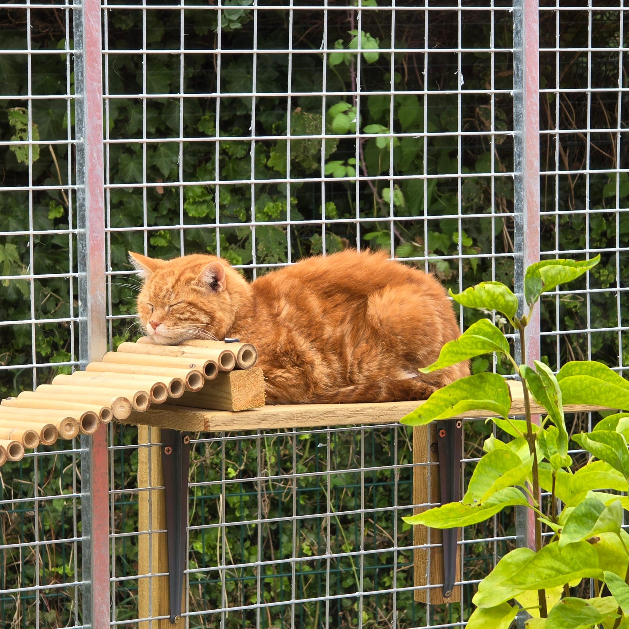 Steel Catio