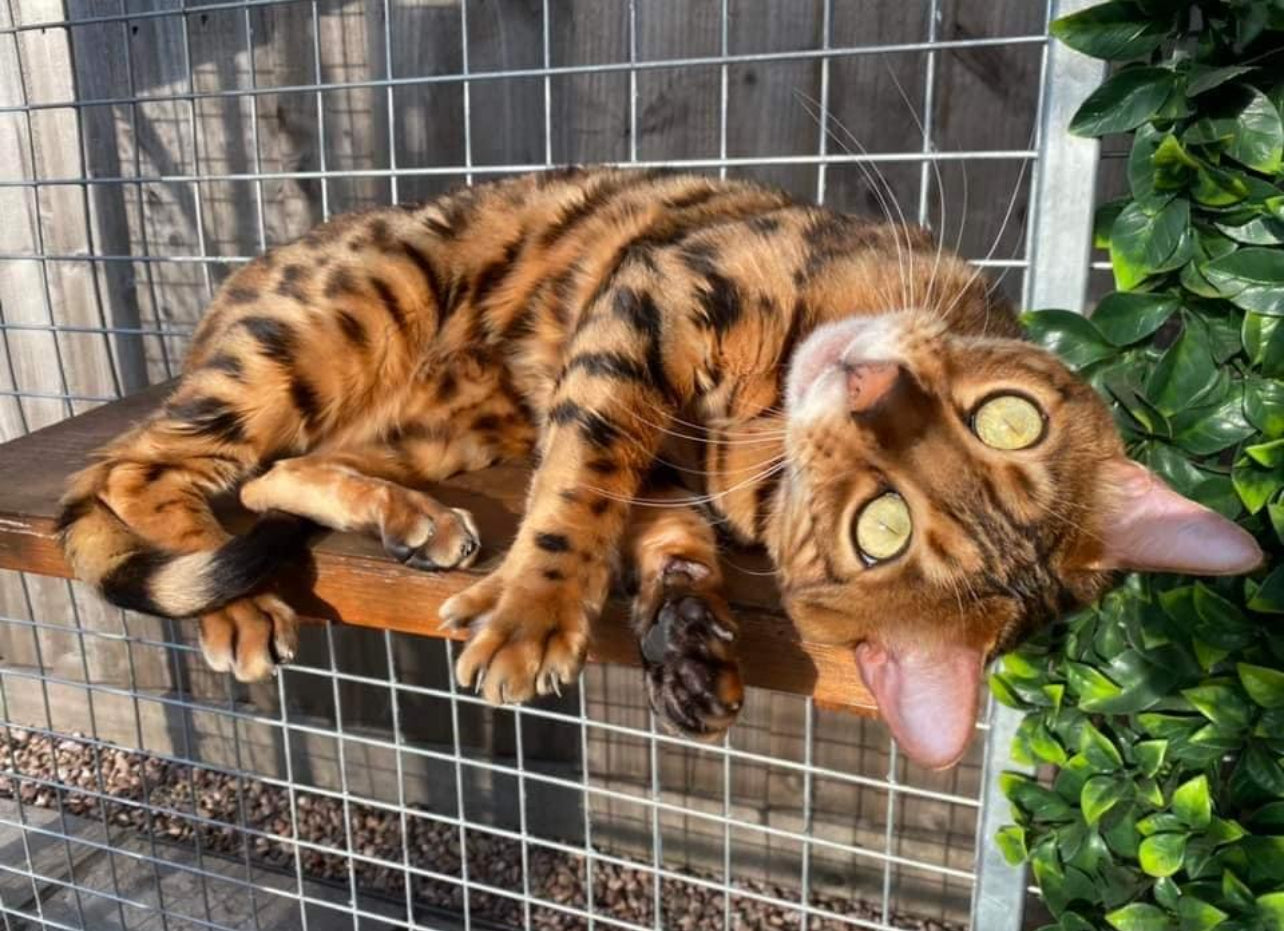 Steel Catio, contact us for quote/order directly as we dont offer these to buy online thankyou