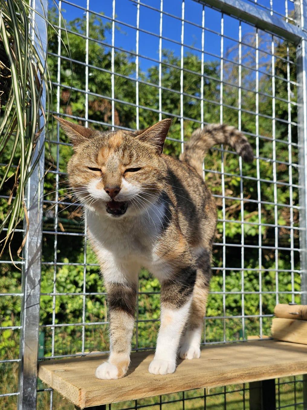 Steel Catio